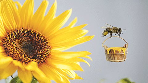 被蜜蜂蛰了又肿又痒怎么办