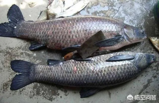 为什么很多农村集市上卖青鱼的都喜欢在鱼箱里撒一把瓜子？