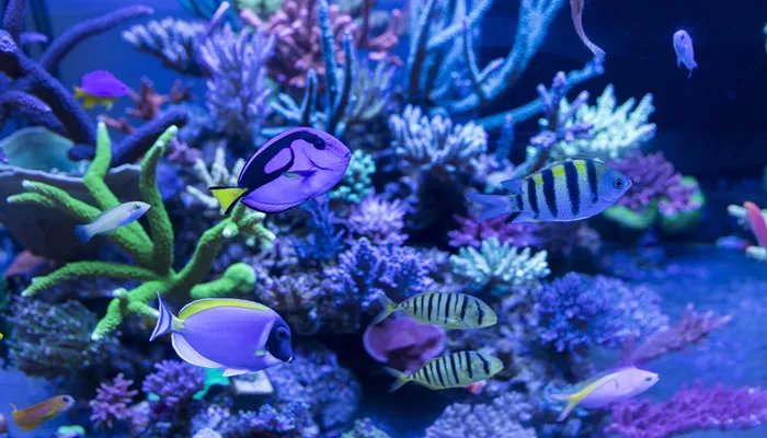 海洋里数量最多的生物是什么 海洋里数量最多的生物是什么种类