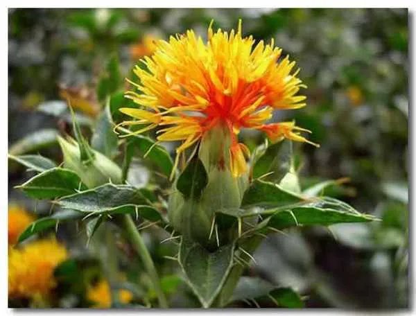 红花种植技术与栽培管理