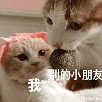 有没有搞笑的猫咪图片，分享一下？