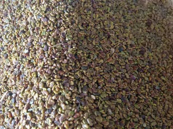 北方优质牧草品种有哪些