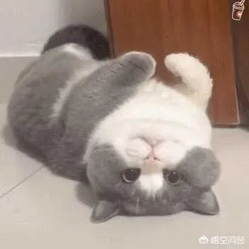 有没有搞笑的猫咪图片，分享一下？