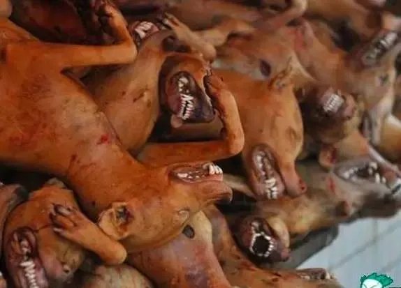 刷爆朋友圈两只鹅的故事，大结局已经揭晓！