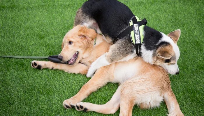 金毛犬吃什么 金毛犬一般吃什么