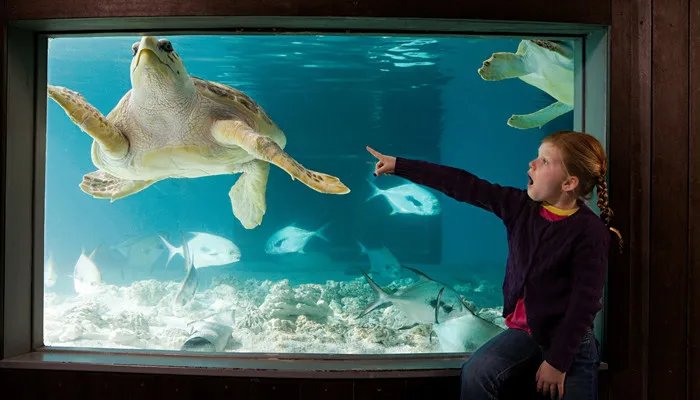 海洋里数量最多的生物是什么 海洋里数量最多的生物是什么种类
