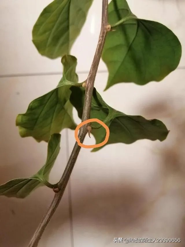 瑞士三角梅为何不开花？