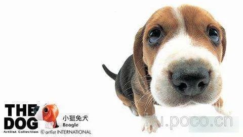 小猎兔犬的品种