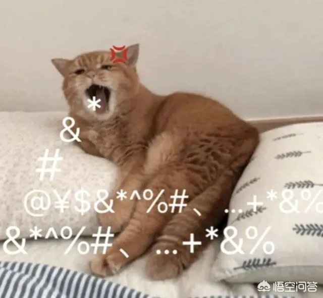 有没有搞笑的猫咪图片，分享一下？