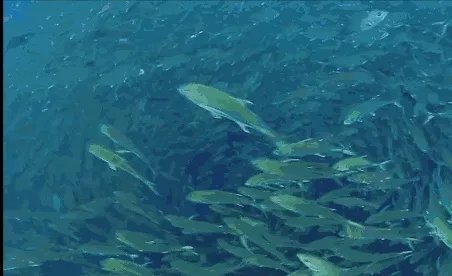 纪录片《蓝色星球》讲了什么?好看吗?