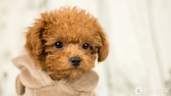 开箱晒物系列 篇八：#晒单大赛#CANON 佳能 穷人三宝集齐（附样片）