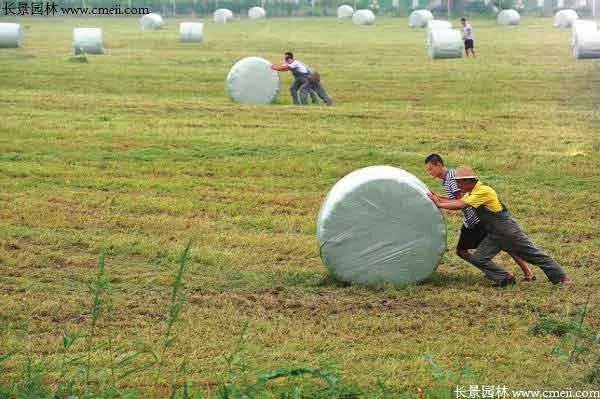 北方优质牧草品种有哪些