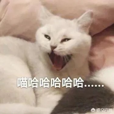 有没有搞笑的猫咪图片，分享一下？