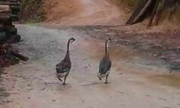 刷爆朋友圈两只鹅的故事，大结局已经揭晓！