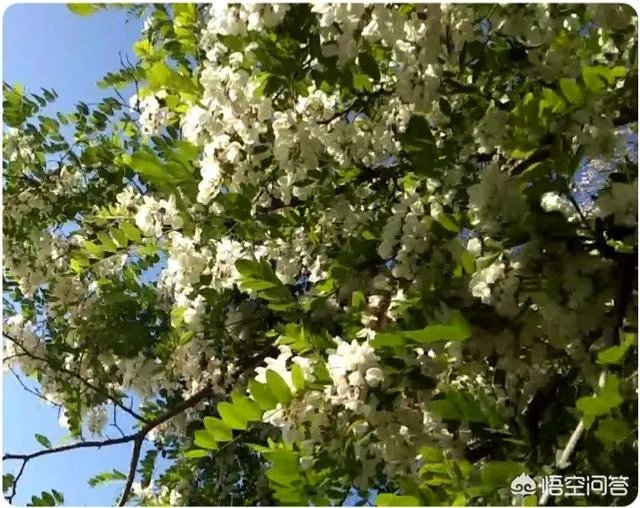 刺槐树有什么作用?