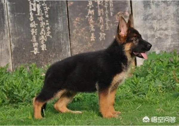 德牧一般几个月开始可以训练？