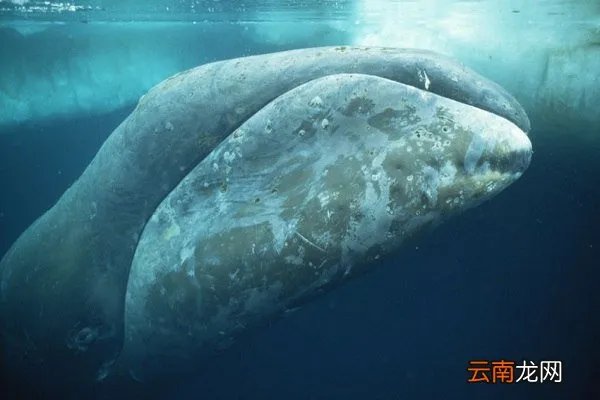 什么是北极露脊鲸