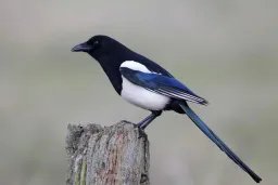 保定喜鹊飞进教室叼走女生耳机又还回，喜鹊的生活习性有哪些？