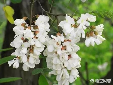 刺槐树有什么作用?