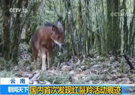 国内首发现红鬣羚 红鬣羚图片什么样子