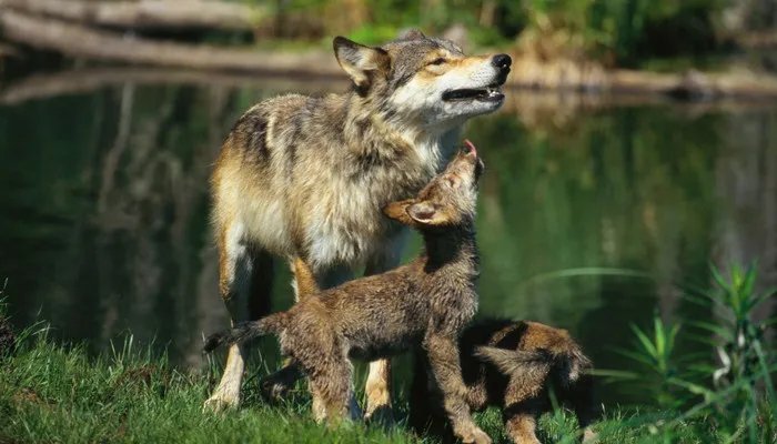 什么是白眼狼 什么是白眼狼的解释