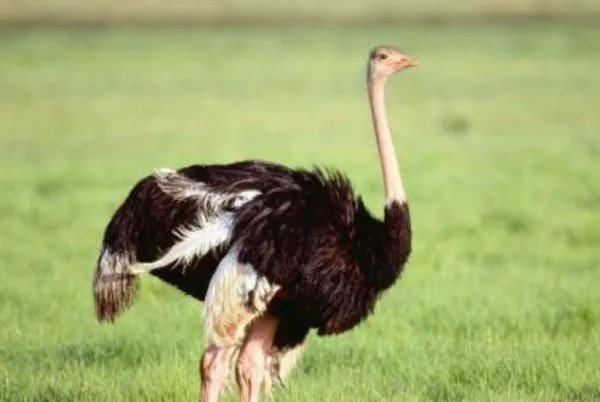 为什么鸵鸟的眼睛和脑袋一样大？