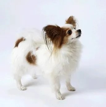 蝴蝶犬最大能长多大