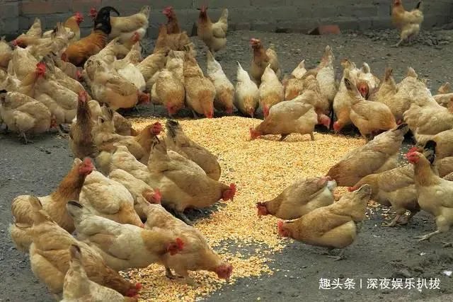 你对央视《致富经》栏目怎么看？