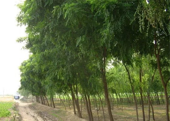 刺槐树有什么作用?