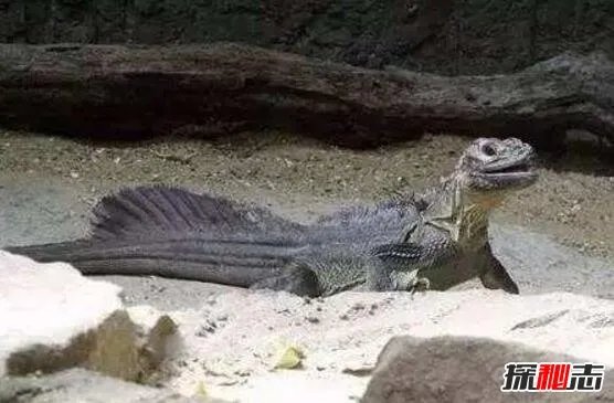 1978年罗布泊食人蜥蜴事件,罗布泊核爆炸死千条巨蜥