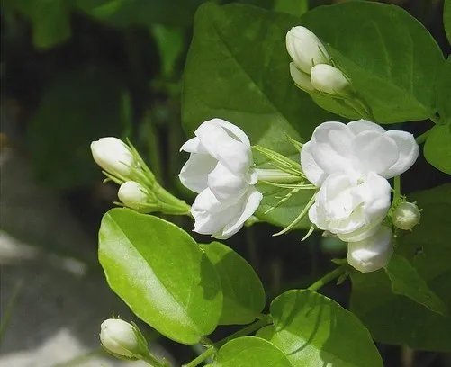 18倍光变1600万有效像素 宾得RZ18评测