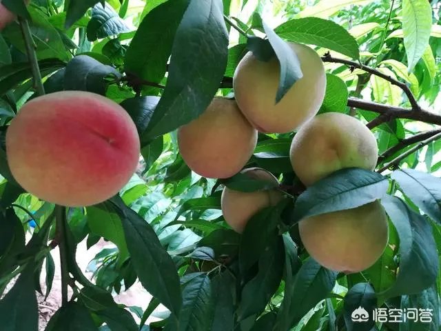 芒种是哪天？怎样算芒种？芒种是几月几日？