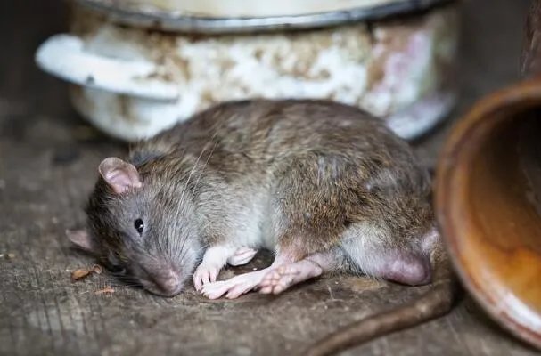 世界十大繁衍能力最强动物：翻车鲀鱼当仁不让，拔得头筹 