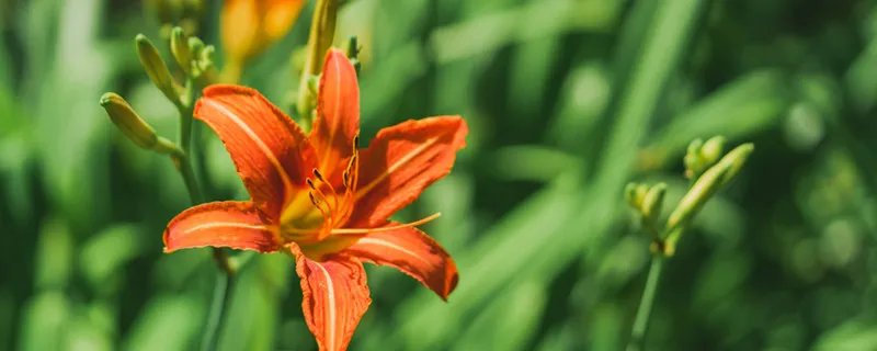 忘忧草是黄花菜吗 忘忧草是不是黄花菜