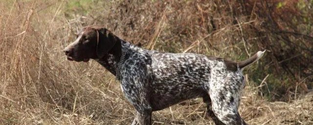 指示犬性格特征