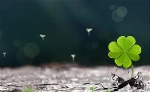 四叶草寓意着什么意思 解析四叶草的含义