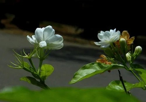 18倍光变1600万有效像素 宾得RZ18评测