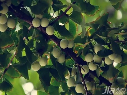 白果是什么 白果图片欣赏