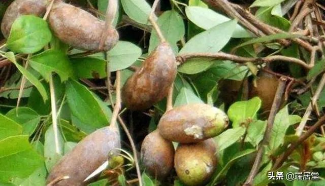 香蜜果能盆栽吗?