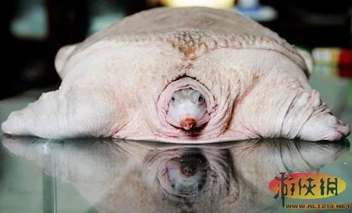 盘点全球新奇妙动物：紫色北极熊 海地长吻猬