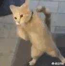 有没有搞笑的猫咪图片，分享一下？