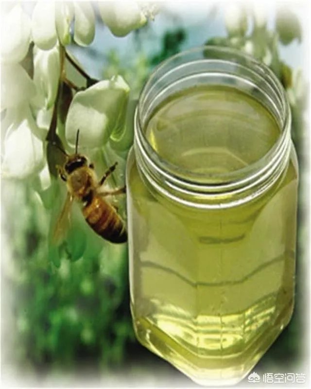 刺槐树有什么作用?