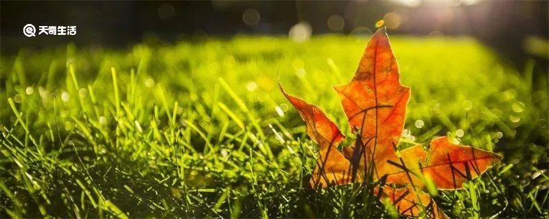 立秋节气吃什么食物