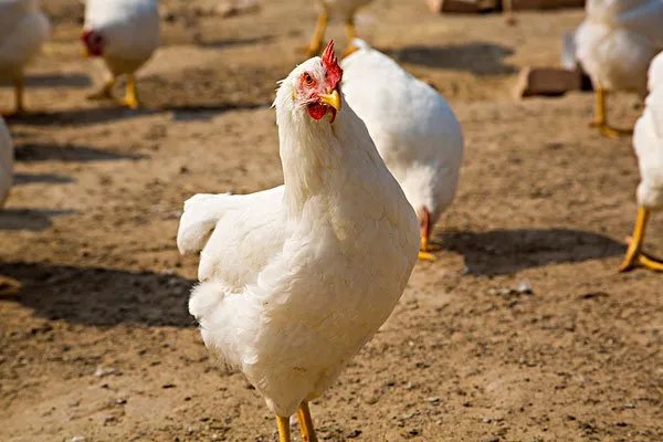 鸡身上不长毛是什么原因