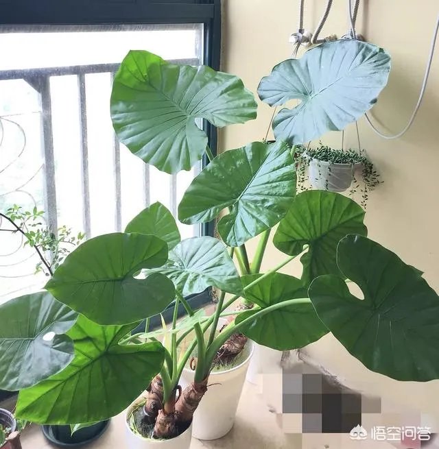 可以拿玻璃花盆养花吗