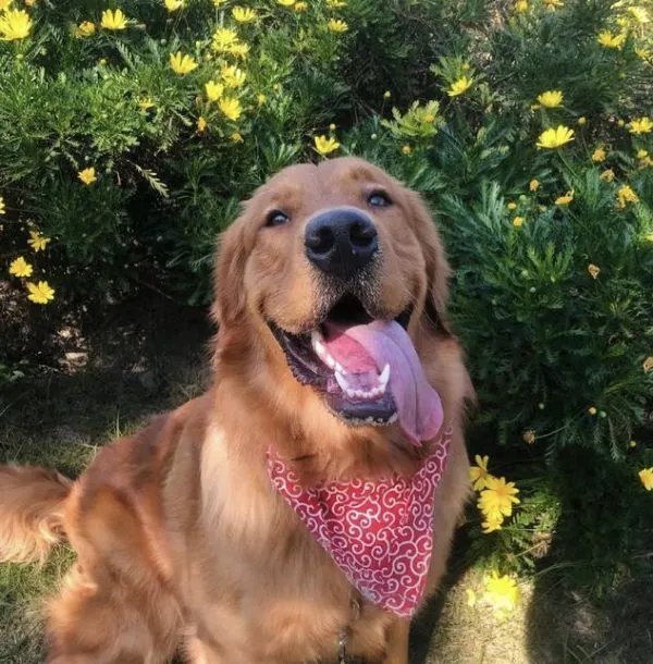 金毛托运死亡疑为员工接私单后换车,涉事人员将需承担哪些责任?