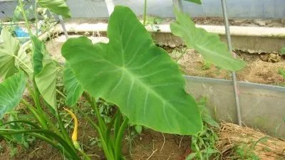 南方叶子的成员介绍