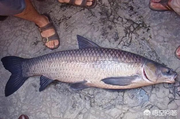 为什么很多农村集市上卖青鱼的都喜欢在鱼箱里撒一把瓜子？