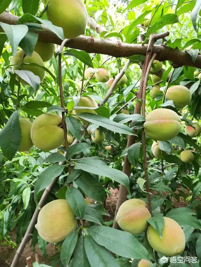 芒种是哪天？怎样算芒种？芒种是几月几日？