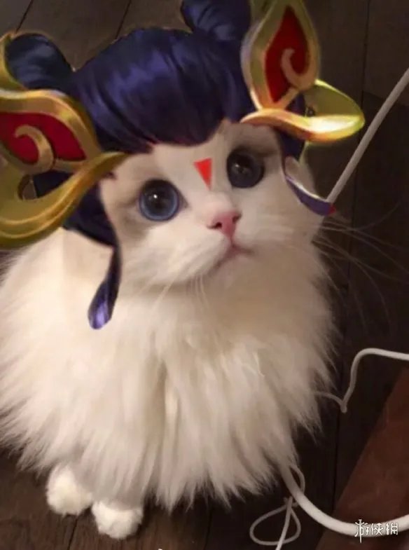 《王者荣耀》猫咪接头头像最新 猫咪头像大全